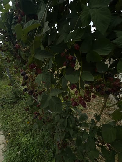 The image shows a close-up view of a blackberry bush with ripe and unripe berries, nestled among dark green leaves. The bush is growing on a trellis system with metal poles. The background consists of more foliage, a dirt path, and some weeds. The lighting suggests it is daytime, with some areas of dappled sunlight. The scene appears to be an outdoor setting, possibly a farm or garden in Jaukashty, Uzbekistan, given the context provided. There are no people visible in the image, nor any specific actions or interactions taking place. The focus is on the natural elements of the blackberry bush and its surroundings.