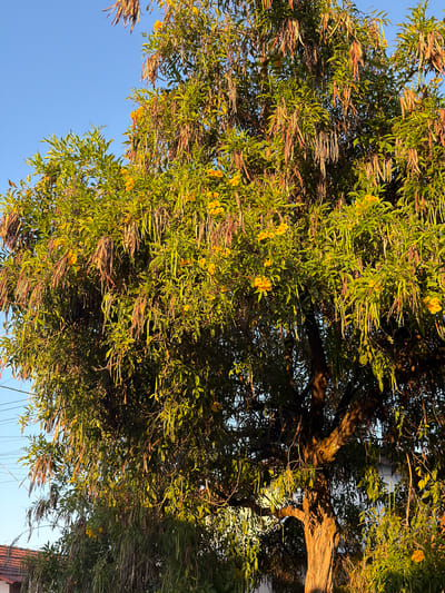 A close-up, slightly angled, medium shot shows a tree with yellow flowers and long, thin brown seed pods set against a blue sky. The trunk is visible on the right side, with branches extending into the frame. Green leaves are interspersed with the yellow flowers and brown seed pods. Some buildings and power lines are visible in the background, suggesting an urban or suburban setting. Based on the prompt, the location is Pirenópolis, Brazil.