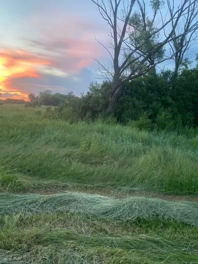 The image shows a rural scene at dusk in Matiashivka, Ukraine. In the foreground, rows of freshly cut hay lie on a grassy field. The middle ground is dominated by tall, green grass and a dense line of trees and bushes. A dead tree with sparse branches is prominent on the right side of the frame. The background features a field extending towards a line of trees and bushes, with a dramatic sky overhead displaying hues of orange, pink, and blue from the setting sun. The sky suggests it is late evening or early morning.