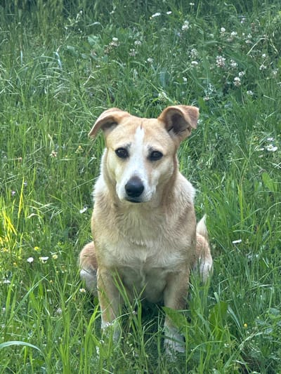 A light-colored dog, predominantly tan or sandy-brown with white markings, is pictured outdoors, looking directly at the viewer. The dog has white fur on its muzzle, forehead, and chest, contrasting with its darker brown fur elsewhere, particularly on its ears and back. Its eyes are dark and expressive, and its ears are partially perked, indicating alertness.
The dog is situated in a vibrant green field filled with tall grass and various small white and light purple wildflowers. This lush, natural environment suggests a wild meadow or a rural setting. The dog appears to be sitting or lying down, with its front paws visible, while the dense surrounding foliage partially obscures its lower body.
The image is captured in soft, natural daylight, implying a pleasant daytime scene without harsh shadows. The dog's expression is calm and attentive, suggesting a moment of quiet observation or engagement with the person taking the photo. The setting is consistent with a rural outdoor area, such as Staro Selo, Bulgaria. There is no visible text in the image.