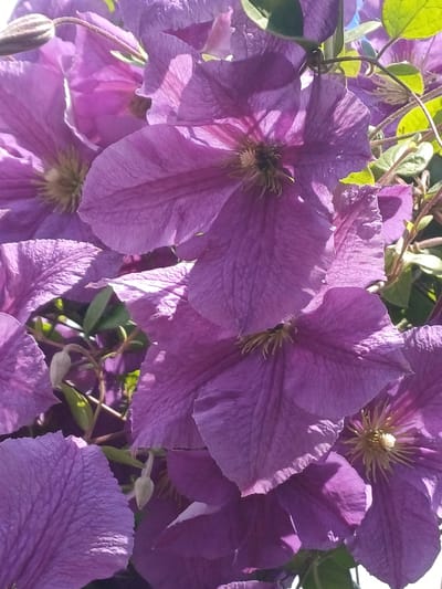 The image is a close-up photograph of several vibrant purple clematis flowers. The flowers are in various stages of bloom, with some fully open and others still partially closed. The petals are broad and have a delicate, textured surface. Sunlight filters through the petals, creating areas of light and shadow that highlight the flowers' form. Green leaves and stems are visible interspersed among the blooms, suggesting they are growing on a vine. A small, pale green bud is also visible. The overall impression is one of lush, natural beauty. The image does not provide any information about its location in the city of Pushkino, Ukraine.