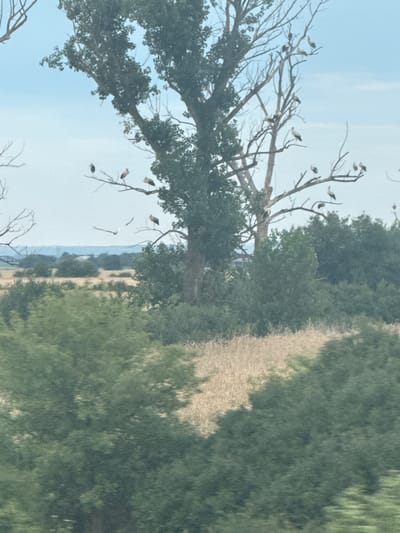The image depicts a large, bare tree with many storks perched on its branches against a blue sky. In the foreground, there are green trees and bushes, and in the background, a field of dry grass and more green trees. The image appears to have been taken from a moving vehicle, indicated by motion blur in the foreground and some areas of the background. The setting is outdoors, with a natural landscape.