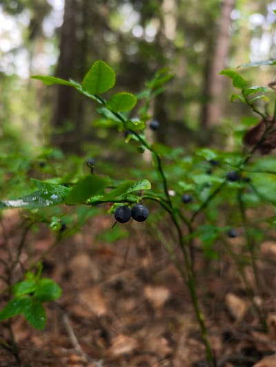 The image shows a close-up view of a blueberry bush in a forest environment. Several dark blue blueberries are visible on a branch, some with water droplets on their leaves. The background is blurred, showing trees and forest floor with fallen leaves. The scene depicts a natural outdoor setting, likely in a woodland area. There is no indication of the city of Choceň, Czechia, or any people in the image.