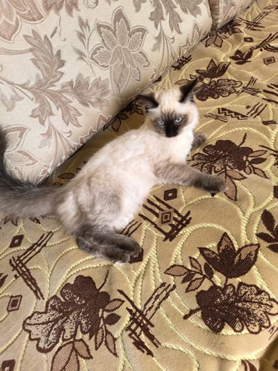A fluffy Siamese cat with blue eyes and dark points on its ears and face lies on a patterned sofa. The sofa fabric has a floral design in brown and beige. The cat is positioned in the center of the image, with its body facing towards the right and its head turned towards the camera. Its tail is curled to the left. The background consists of a slightly different patterned sofa cushion. The image appears to be taken indoors.