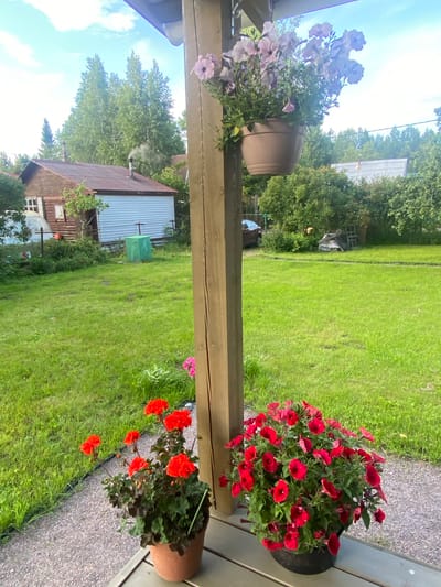 In Leipyasuo, Russia, a wooden porch overlooks a green lawn with a wooden house and outbuildings in the background. The house has a red metal roof with a chimney emitting smoke, and a light blue siding extension. A green shed with a closed door stands near the house. Two potted plants are placed on the porch: one with vibrant red flowers and dark leaves in a terracotta pot, and another overflowing with red petunias in a dark pot. Hanging from the porch structure, a pot filled with pale pink petunias dangles against the sky. A gravel path leads away from the porch, and the surrounding area is densely covered with trees. A dark car is parked on the right side of the lawn, near some bushes. The sky is partly cloudy with white clouds against a blue backdrop.