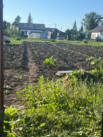 The image shows a garden plot in Zudilovo, Russia, on a clear, sunny day. In the foreground, there is a patch of overgrown green plants and weeds. Behind this, rows of dark soil are visible, with young plants sparsely growing in them. Further back, there are several structures, including a greenhouse, a small house with a dark roof, and various sheds and outbuildings. A person, wearing black shorts, is partially visible on the left side of the frame, appearing to be working in the garden. Power lines are visible in the sky, and trees are scattered throughout the background. The overall scene depicts a rural or semi-rural residential area with active gardening.