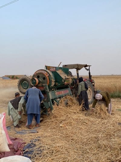 In a rural setting in Alaqadari Daman, Afghanistan, several individuals are engaged in harvesting a field of wheat or similar grain. A green threshing machine, coupled with a tractor, is central to the scene. Four men are directly involved with the machinery, positioning themselves around the machine to feed straw and collect grain. Another man is assisting on the left. The processed straw is accumulating on the ground around the machine, and bags are present for collecting the separated grain. The environment appears to be an open field with a clear sky, and the overall scene depicts active agricultural harvesting.