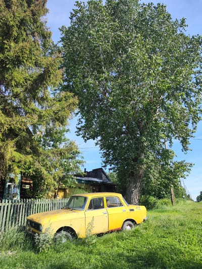 A low-angle, full shot captures a sunny daytime scene in Заводоуспенское, Russia. In the foreground, a weathered, yellow sedan, possibly a Moskvich 2140, sits nestled in overgrown green grass beside a pale green wooden picket fence. The car appears abandoned, with dust visible on its hood and a faded red accent stripe along its lower body. Behind the fence, a rustic, dark-colored wooden house with visible windows and a peaked roof stands partially obscured by dense foliage.
Dominating the background are two large trees: a tall, slender pine with dark green needles on the left, and a massive deciduous tree with a thick trunk and a full canopy of light green leaves on the right. The sky is a clear, bright blue. To the right of the large deciduous tree, a dirt path or unpaved road is visible, lined with more trees and utility poles receding into the distance. The overall impression is one of a rural, slightly neglected setting.