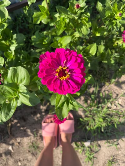 The image displays a close-up, overhead view of a vibrant pink zinnia flower in full bloom, its petals radiating outwards from a central cluster of yellow stamens. The flower is positioned in the center of the frame, surrounded by lush green foliage. Below the flower, a pair of feet wearing pink slides are visible, standing on a patch of dry soil interspersed with grass and small stones. The scene suggests an outdoor setting, likely a garden or yard. There is no visual information in the image that can definitively pinpoint the location to Preobragenskaya, Russia.
