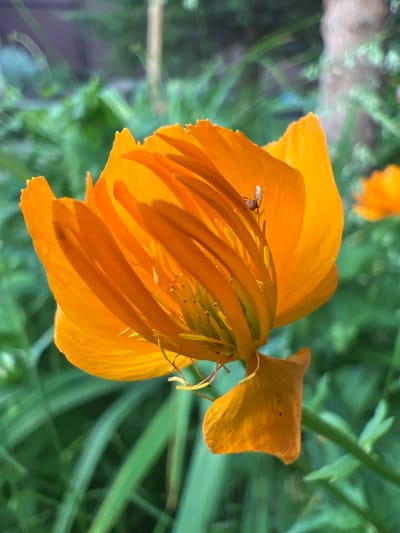 An orange flower with several petals is in focus in the foreground. A small fly is visible on one of the petals. The background is blurred green foliage and a portion of a tree trunk. The image appears to be taken outdoors in natural light. The location is Angarskie Khutora, Russia.