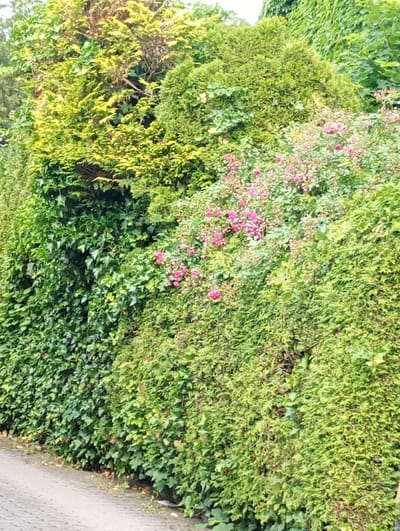 The image shows a dense, overgrown hedge bordering a paved walkway. The hedge is a mixture of evergreen shrubs, including ivy and possibly thuja, with some flowering pink roses interspersed throughout. The upper portion of the hedge reveals a lighter green, possibly coniferous tree. The lighting suggests it is daytime, with overcast conditions. The scene is devoid of any people or animals. The walkway appears to be made of interlocking paving stones. The location is Brannenburg, Germany, with the hedge likely forming a boundary for a property or public space.