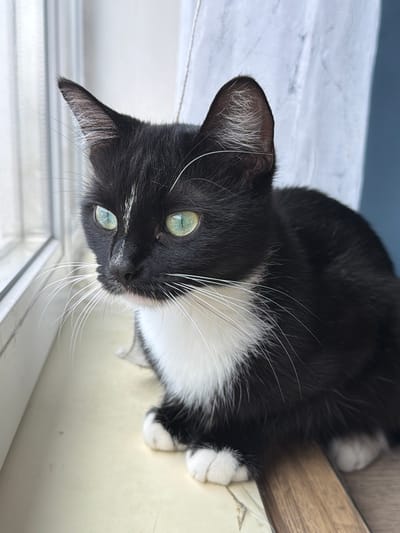 A black and white cat with striking green eyes is positioned on a windowsill, its gaze directed outwards. The cat has a white chest and paws, and a narrow white stripe running down its nose. The windowsill appears to be made of wood and is situated near a window with sheer curtains. The background is blurred, with hints of an indoor setting. The image was captured in Krasnyi Krym, Russia.