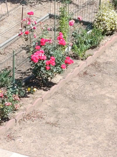 The image shows a garden area with a fence and several rose bushes in bloom. The roses are predominantly pink and red, with some lighter pink and white varieties visible. The garden bed is bordered by a decorative, scalloped edge made of concrete or stone. Behind the roses, a metal wire fence runs horizontally across the frame, with vertical supports. Beyond the fence, there appears to be a patch of ground covered in gravel or loose soil.
In the foreground, to the left, is another smaller rose bush with pink and white flowers. Scattered among the plants are a few small yellow flowers, possibly dandelions. The ground area in front of the rose bushes is dry and appears to be sandy or loamy soil, with some dried leaves and twigs. The lighting suggests it is daytime, with shadows cast by the fence and plants indicating the sun is present. The overall scene depicts a well-maintained, albeit somewhat dry, garden. There is no visible text in the image.
