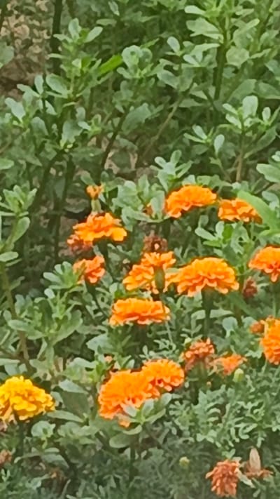 This is a close-up, vertical, outdoor photograph of a patch of marigolds in bloom, interspersed with green foliage. The marigolds are primarily orange and yellow, with some appearing more reddish-orange. They are fully open and fluffy in appearance. The background is dominated by dense, green leaves and stems, suggesting a garden or natural planting. The lighting appears to be natural daylight, casting soft shadows. The image captures the detail of the flower petals and the texture of the leaves. This scene is located in Shamsiabad, Uzbekistan.