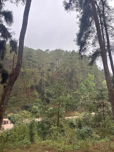 A forest scene showcases tall, slender trees ascending a hillside, their canopy dense with green foliage. A narrow, dirt path winds through the trees. Two large pine trees with dark bark frame the view, adding depth to the forest landscape. The sky is overcast, casting a soft, diffused light over the scene, giving it a slightly muted, serene atmosphere.