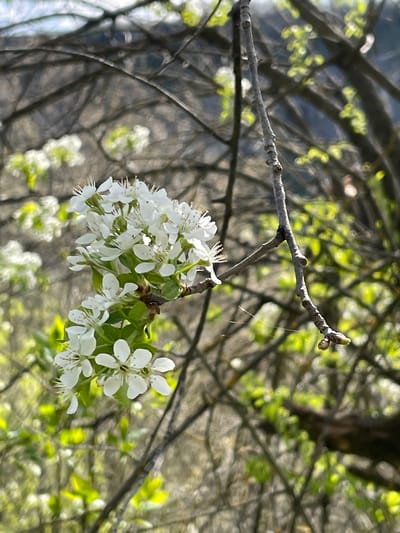A close-up shot of a flowering branch, most likely a tree branch, is captured outdoors. The branch bears clusters of small, white blossoms with delicate petals and prominent stamens. The branches and buds are visible against a blurred backdrop. The blurry background consists of more branches, foliage, and glimpses of light, possibly indicating a forest or wooded area. The lighting seems natural and diffused. The location is indeterminate. There is no evidence to suggest the city of Barkach, Bulgaria.