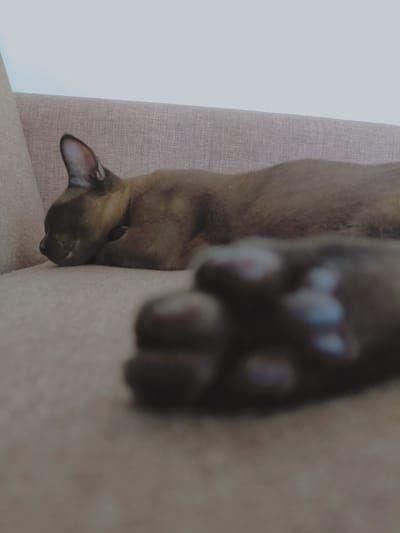 A brown cat is sleeping on a sofa. The cat is curled up on its side, with its head resting on its paws. The sofa is upholstered in a textured beige fabric. The background is a plain white wall. In the foreground, out of focus, is a blurred image of the cat's paws. The image appears to be taken indoors, possibly in a home setting. There are no people or other animals present. The lighting is soft and diffused. The overall impression is one of peace and tranquility.