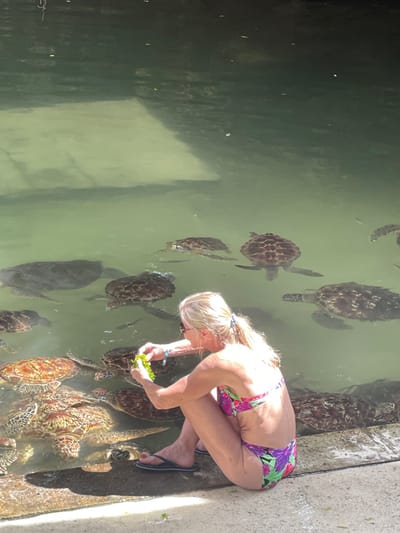 In Nungwi, Tanzania, an outdoor scene depicts a blonde adult female sitting on a concrete ledge, engaged in hand-feeding numerous sea turtles. She is wearing a floral two-piece bikini, black flip-flops, sunglasses, and a blue wristband on her left wrist. The woman extends green leafy vegetables toward the turtles, approximately 15 of which are visible in the shallow, light green water directly in front of her. The turtles, identifiable by their patterned shells, are clustered near the ledge, with some raising their heads toward the food. Small fish are also present in the water, swimming among the turtles. Submerged concrete structures are visible beneath the water's surface in the background.