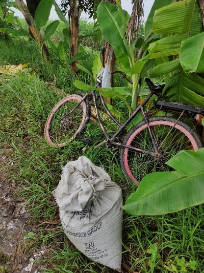 The image displays an outdoor, verdant scene, likely in a rural or semi-rural area, consistent with Wonoayu, Indonesia. The photograph is oriented vertically, but the content appears rotated 90 degrees to the right, showing objects as if laying on their side.
The primary subjects are an old bicycle and a large sack, both resting amidst lush vegetation. The bicycle features a dark, possibly black or dark grey, frame and notably bright pink rims on both wheels. It appears well-used, with some visible wear on the frame and saddle. The bicycle lies on its side, partially nestled among thick green grass and large banana leaves.
To the right of the bicycle, an off-white or light grey woven sack lies on the ground. The sack is gathered and tied at its opening, creating soft folds. Visible text on the side of the sack clearly reads "PERSEROJ GROUP" and "SNI" (Standar Nasional Indonesia). Further text, including "PT..." and several lines of smaller characters and numbers, is present but less legible.
The ground cover consists mainly of vibrant green grass, interspersed with patches of soil and some scattered dry leaves or debris. Broad, healthy banana leaves are prominent throughout the left and upper sections of the frame, indicating the presence of banana plants. There are no people visible, and no specific activity is taking place; the items appear to be at rest. The scene is brightly lit, suggesting daytime, possibly under an overcast sky given the soft, diffused lighting and lack of harsh shadows. The overall impression is one of natural overgrown surroundings.