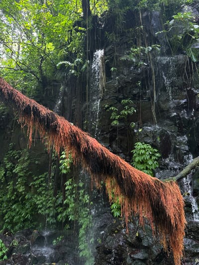 The image displays a natural landscape in Ambengan, Indonesia, featuring a waterfall and dense vegetation. A prominent, thick structure, identified as a tree limb or massive aerial root, spans diagonally across the midground from the upper left to the lower right, heavily covered with numerous reddish-brown aerial roots that hang downwards. In the background, a dark, rocky cliff face is visible, from which multiple streams of water cascade vertically, creating several waterfalls. The cliff face is covered with various green plants and numerous long, thin, dark vines. The upper portion of the image shows lush green tree foliage. Water collects at the base of the falls, creating visible mist or splashes. No human subjects, animals, or man-made objects are present.
