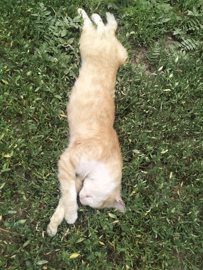 A ginger cat is sleeping on its back on a patch of green grass. The cat's fur is light orange and white, and its paws are curled up. The cat's eyes are closed, and its head is resting on the grass. The scene appears to be outdoors, possibly in a garden or a park, given the lush green vegetation. The lighting suggests it could be daytime, perhaps a warm day given the cat's relaxed sleeping posture. There are no people visible in the image. The overall impression is one of peaceful slumber in a natural setting. The location is identified as Қарғалы, Kazakhstan.