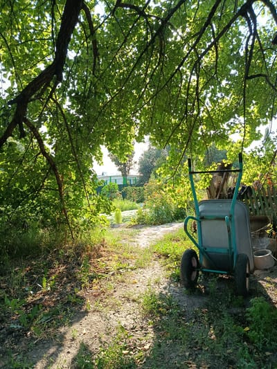 The image depicts a sun-dappled garden scene in an outdoor setting, likely a backyard or allotment. A light blue two-wheeled wheelbarrow is prominently positioned on the right side of a dirt path. The path winds through lush green grass and various plants, with fallen leaves scattered on the ground. Overhead, the branches of a large tree, laden with green leaves, cast shadows across the scene, allowing sunlight to filter through. In the background, a fence and some garden structures are visible, along with a building in the distance. The environment suggests a rural or suburban area, possibly within the city of Karasu, Kazakhstan, given the user's prompt. There are no people present in the image.