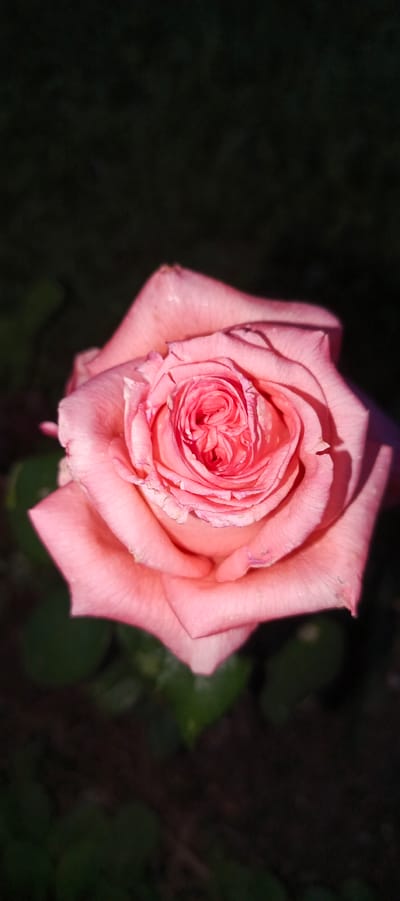 A close-up, vertical shot shows a single, fully bloomed pink rose in the foreground. The rose has many delicate, layered petals, with the center tightly curled and the outer petals unfurling outwards. The petals have a soft, velvety texture and exhibit subtle color variations from light pink to a deeper rosy hue. Some of the petals show slight imperfections, such as minor fraying or small blemishes.
The rose is set against a dark, out-of-focus background, likely foliage and soil, creating a strong contrast that emphasizes the flower's detail and color. The lighting appears to be natural, possibly late afternoon or early morning, casting soft shadows and highlighting the rose's form. The overall impression is one of natural beauty and serenity. The image does not contain any people or specific identifiable structures or landmarks that would indicate its precise location within the city of Мерчалово Снт, Russia.
