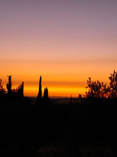 The image captures a landscape at twilight, likely sunset, observed from the vicinity of Shaalvim, Israel. The sky, occupying the upper two-thirds of the frame, displays a pronounced vertical gradient: a muted violet at the apex, transitioning through lavender and soft pinks, culminating in an intense band of orange and deep yellow along the horizon. Fine photographic grain is visible across the sky. The lower third of the image is dominated by a completely underexposed silhouette of dense natural vegetation, including several tall, tapering trees, appearing as solid black forms devoid of internal detail. Along the horizon, situated between the silhouetted flora and the bright sky, a distant urban or suburban area is discernable by a faint, scattered line of artificial lights. No individuals, animals, or specific objects are identifiable in the immediate foreground or midground.