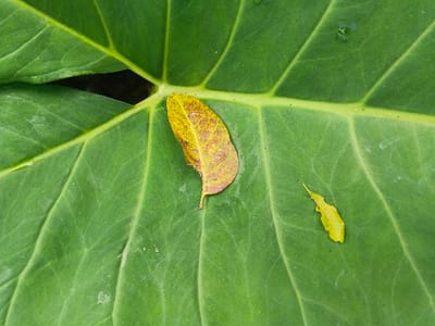 A large, verdant leaf dominates the image, its veins creating a segmented pattern. Two smaller, withered leaves lie on its surface. One, near the center, is mottled yellow and brown with a torn edge. The second, smaller and fully yellow, rests further to the right. A dark, shadowed area is visible at the base of the main leaf, suggesting a stem or a larger plant structure. The scene is brightly lit, highlighting the textures of the leaves.