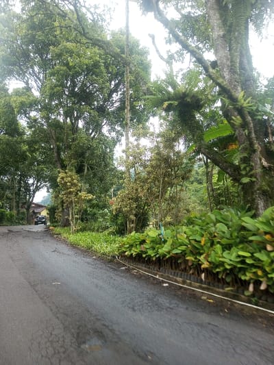 A winding asphalt road cuts through lush greenery. Dense trees line both sides, with some bearing ferns and moss on their trunks. A thick row of plants in small pots edges the road. A car is visible further down the road near a house. The sky is overcast, casting a diffused light over the scene. The vegetation suggests a humid environment.