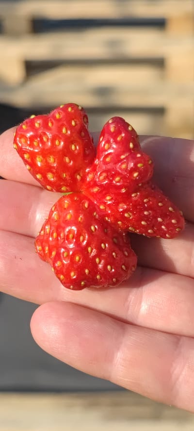 A close-up, vertical shot shows a person's hand holding a uniquely shaped, bright red strawberry. The strawberry is not a typical heart shape, but rather has multiple lobes, resembling a butterfly or a cluster of smaller berries fused together. Tiny yellow seeds are visible across the surface of the fruit. The hand, with visible skin texture and fingerprints, is gently cupping the strawberry, suggesting care and a delicate grip. The background is blurred, but appears to be an outdoor setting with natural light, possibly indicating a farm or garden environment. The overall lighting is warm and sunny, casting subtle shadows.