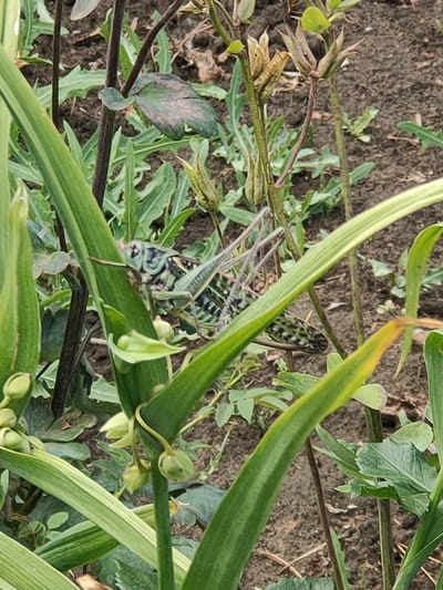 In Kryukov, Russia, an uncropped image showcases a close-up view of a grasshopper nestled amongst green foliage and brown soil. The grasshopper, predominantly green with black markings, is positioned on a thick, green leaf. Its body is angled towards the right, with its head and antennae visible. The surrounding environment consists of various green leaves, some appearing wilted or dried, and dark brown soil. The image is taken from a slightly elevated angle, looking down on the scene. There are no other discernible objects or individuals present in the frame.