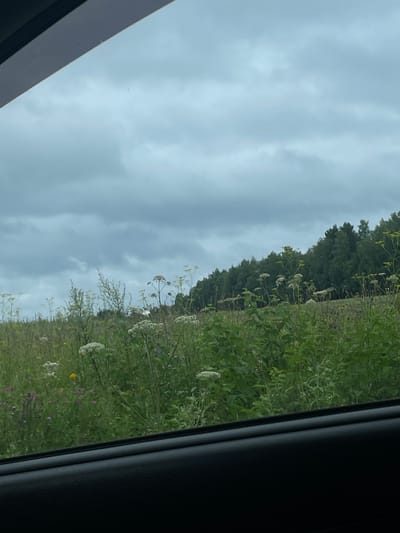 The image shows a view from inside a vehicle looking out at a field of wildflowers and a forest under a cloudy sky. The foreground is dominated by the interior of the car, with a dark, textured surface visible along the bottom edge of the frame, likely the dashboard or door panel. Above this, the expansive sky is filled with heavy, grey clouds, suggesting an overcast or approaching storm. The middle ground features a lush, green field dotted with various wildflowers, some with white, umbrella-shaped flower heads and others with smaller, purplish blooms. A dense forest with dark green trees forms the background, stretching across the horizon. The overall scene depicts a natural landscape, likely rural, and there is no indication of the specific location within Gavrilovka, Russia. No people or specific actions are depicted in the image.