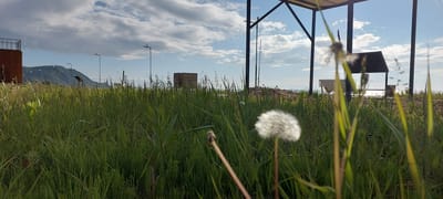 This is a low-angle outdoor photograph featuring a grassy area with tall green grass in the foreground. A fluffy white dandelion seed head is prominently in focus in the middle ground. Behind the grass, a wooden structure with a dark roof and a bench underneath is visible, likely a gazebo or shelter. The background includes a body of water, possibly the sea, and a distant hill or mountain range under a sky with scattered clouds. There are also several streetlights and some wooden structures in the distance. The lighting suggests it is either early morning or late afternoon. The scene evokes a sense of tranquility and nature. The location is Aleksandrovsk-Sakhalinskiy, Russia. There is no visible text in the image.