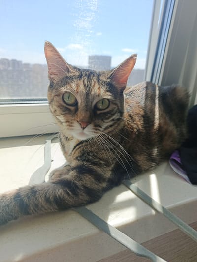 A tabby cat with green eyes is lying on a windowsill, facing the camera. The cat is in focus, with a blurred background of buildings and sky. Sunlight streams through the window, casting shadows on the cat and the windowsill. A dark fabric with purple trim is visible to the right of the cat. The scene appears to be an indoor setting with a view of a city, possibly Putilkovo, Russia, given the urban architecture and sky.