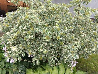 The image shows a variegated shrub with green and white leaves, as well as small white flowers, in the city of Tatysh, Russia. In the foreground, there are large green leaves, possibly from a hosta plant, and delicate purple bell-shaped flowers on thin stems. The shrub is dense and bushy, with branches extending outwards. The background is blurred, but appears to be an outdoor setting with a building wall visible. The overall scene depicts a garden or yard area. There are no people or animals visible in the image.