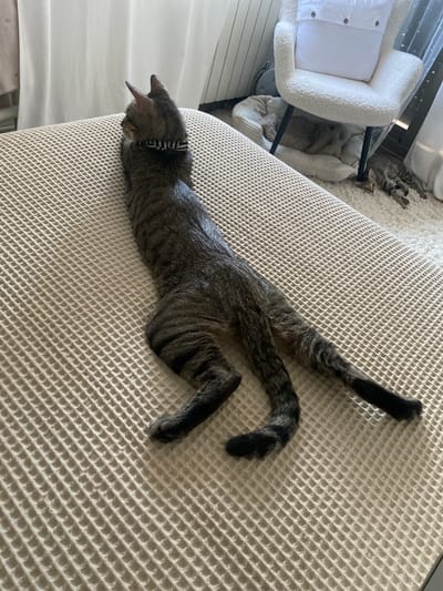 A tabby cat wearing a collar is lying on its side on a textured beige surface, facing away from the camera. The cat's body is elongated, with its hind legs stretched out. In the background, a white fluffy armchair is visible, with a white cushion on it. To the left of the armchair, a cat bed with a teddy bear is present. Further in the background, another cat is lying on a white rug. The scene appears to be indoors, possibly in a living room. There is no discernible information about the city of Mas De Moregons, Spain, or any specific actions or interactions taking place.