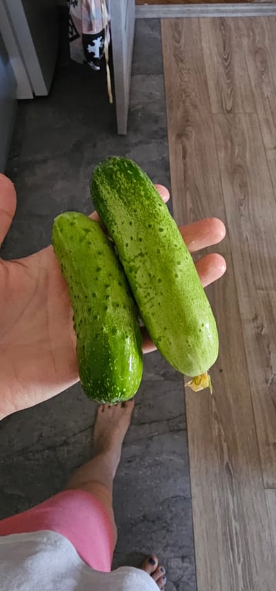 A person's hand holds two cucumbers. The cucumbers are bright green and have a bumpy texture. The hand and cucumbers are positioned over a floor that is partially tiled and partially made of wood. The image seems to be taken indoors, in what appears to be a kitchen or dining area, given the flooring and what looks like a cabinet in the background. There are no specific indicators of the location being in Шыңғырлау ауылдық округі, Kazakhstan.