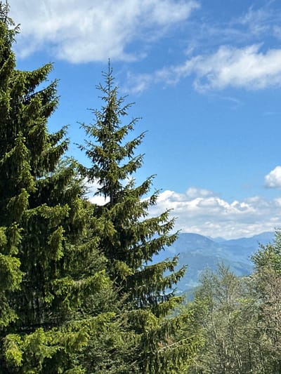 The image depicts a mountainous landscape under a partly cloudy sky. In the foreground, two large evergreen trees dominate the left and center of the frame, their branches laden with needles. Their vibrant green foliage contrasts with the softer, distant blue hues of the mountain ranges that recede into the background. The sky above is a bright blue, scattered with fluffy white clouds. The environment suggests a natural, outdoor setting, likely in a rural or mountainous area, possibly the region of Miravčine, Montenegro, given the context provided. There are no people or specific man-made objects visible in the image, focusing purely on the natural scenery.