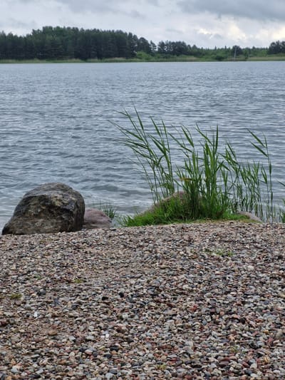 This image depicts a natural outdoor scene, likely a shoreline of a body of water. In the foreground, a dense layer of small, multi-colored pebbles covers the ground. Partially submerged in the water near the shore are several large, dark-colored rocks. A cluster of tall, green reeds or grasses grows from the rocky area and extends into the water. The middle ground is occupied by a calm, gray body of water, with small ripples on its surface. In the background, a line of dark green trees forms a dense forest that stretches across the horizon. The sky above is overcast with dark, heavy clouds. The scene appears to be situated in Gargždai, Lithuania, given the natural landscape of trees, water, and shoreline elements. There are no people or animals visible in the image.