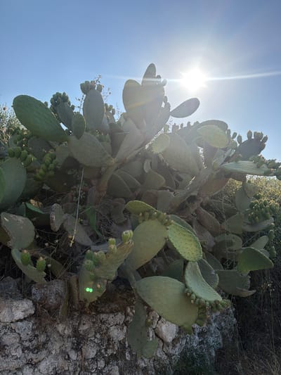 A prickly pear cactus, laden with developing fruit, grows from a stone wall under a bright, sunlit sky. The sun, positioned high and to the right, casts lens flares across the image. The cactus pads are a muted green, some bearing small, immature fruits. The stone wall appears weathered, with dry grasses and debris scattered around its base. The location is the city of Chambatha, Greece.
