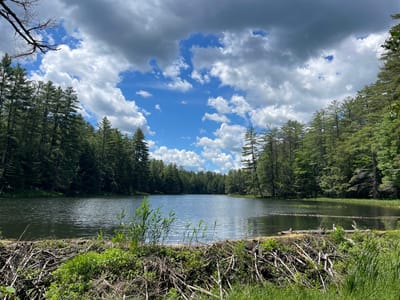 This is a full, eye-level, wide-angle shot of a serene lake in Greig, New York, on a partly cloudy day. The lake is surrounded by a dense forest of tall, green pine trees, with the water reflecting the sky and trees. In the foreground, there's a beaver dam made of branches and sticks, with green grass and reeds growing around it. The sky is a mix of blue sky and white, fluffy clouds. No people are visible in the image.