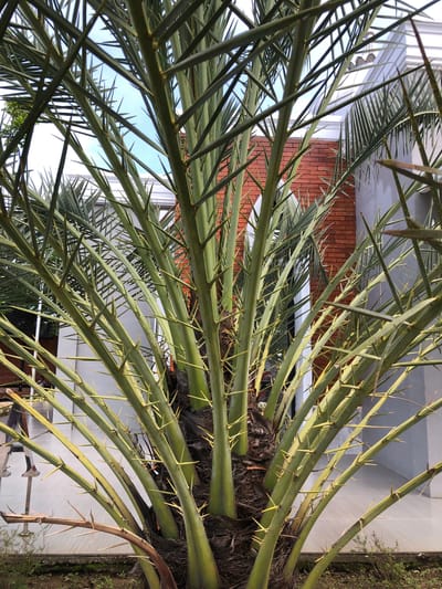 The scene, located in Meunasahceubrek, Indonesia, prominently features a date palm tree (Phoenix dactylifera) positioned centrally. The tree exhibits numerous long, green fronds that radiate outwards from a dark, fibrous trunk base. Each frond is equipped with sharp, yellowish-tipped spines projecting from its stalks. In the upper background, patches of light blue sky are visible through the dense foliage. To the right, a red brick wall with horizontal mortar lines is partially obscured by the fronds, standing adjacent to a light gray building with a visible white tiled roofline. The ground at the base of the palm consists of brown soil with sparse green vegetation, bordered by a dark gray concrete edge. The image depicts an outdoor daytime setting. No individuals or specific actions are visible.