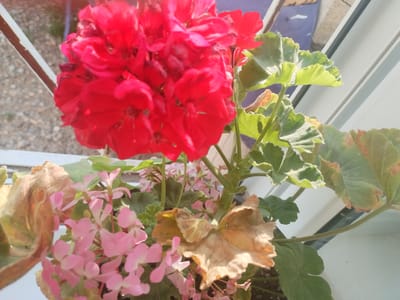 The image shows a close-up of a potted plant with vibrant red and delicate pink flowers. The red flowers are densely clustered at the top of the plant, with some petals showing a bright, almost fuchsia hue. Below them, smaller pink flowers bloom in clusters, appearing delicate and numerous. Green, lobed leaves, some with slightly browned edges, are visible throughout the plant, providing a contrast to the colorful blossoms.
The plant appears to be in a pot, though the pot itself is not clearly visible. The background suggests an outdoor setting, possibly a windowsill or balcony, with a blurry view of gravel and what might be a railing or fence. The lighting suggests it is daytime, with sunlight casting highlights on the leaves and flowers, creating a warm and bright atmosphere. The presence of dried leaves indicates that the plant may be undergoing seasonal changes or requires some care.
There is no visible text in the image. The focus is entirely on the botanical subjects and the interplay of light and shadow on the plant. The overall impression is one of natural beauty, with the contrasting colors and textures of the flowers and foliage creating a visually appealing composition.
