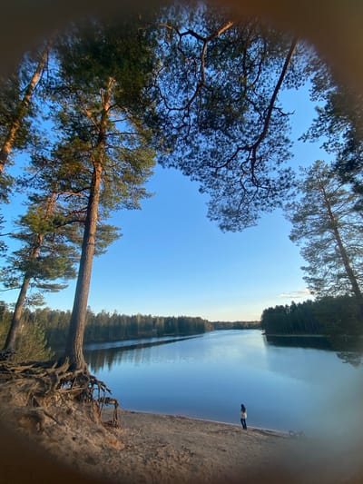 The image captures a unique perspective of a landscape in Vyritsa, Russia. It's oriented sideways, with the sky occupying the top-left portion, framed by trees with detailed branch patterns. On the right side, a body of water reflects the surrounding trees, with a lone figure standing on the sandy shoreline. Fallen tree roots are visible on the lower-right, adding texture to the foreground.