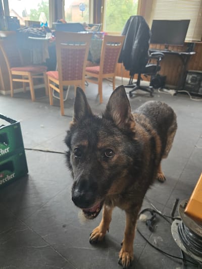 This is a medium shot, eye-level, indoor photo of a brindle German Shepherd lying down on a dark gray tile floor. The dog is facing the camera with its head tilted slightly to the left. Its mouth is open, showing its teeth and tongue, and its eyes are looking directly at the camera. The dog's fur is a mix of dark brown, black, and tan.
In the background, to the left of the dog, there is a desk with a computer monitor and a black office chair. Behind the chair, there are wooden blinds covering a window. Further left, there are chairs with red patterned cushions. To the right of the dog, a large black cable reel is visible, along with some other electrical cords. In the foreground, at the bottom of the image, a green beer crate with some text is partially visible.
The lighting suggests it is daytime, possibly overcast, as there is no direct sunlight. The setting appears to be a home or an office space. The dog's expression could be interpreted as alert or perhaps panting. The visible text on the beer crate appears to be "Röckefl."