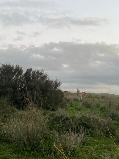 An overcast sky dominates the landscape above a hillside. The slope is covered in green grass and dry brush. Two light brown donkeys stand on the hill. A large bush is in the midground, with smaller shrubs around it. The scene depicts a rural or wild area.