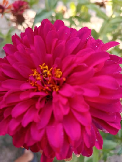 A close-up, eye-level shot captures a vibrant magenta zinnia flower in full bloom, dominating the frame. The intricate layers of its petals are clearly visible, with a slightly blurred background of other flowers and green foliage. The center of the zinnia features delicate yellow stamen. The scene is outdoors, suggesting a garden or natural setting within the city of Koylïq, Kazakhstan. There are no people or identifiable structures visible in the image.