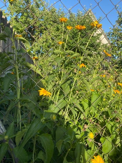 This image depicts a backyard scene in the village of Znamensky Sel'skiy Soviet, Belarus. A chain-link fence bisects the frame, separating the foreground from the background. In the foreground, a patch of vibrant green foliage with several yellow flowers, likely sunflowers or a similar species, is visible. The flowers are in various stages of bloom, with some fully open and others still in bud. The fence's diamond pattern is prominent, obscuring some of the detail of the plants behind it.
In the background, through the fence, a wooden fence runs vertically along the left side of the image, appearing weathered and gray. Beyond that, dense green trees and foliage are present, suggesting a natural or garden setting. Partially visible behind the greenery is a light-colored building with a sloped roof, hinting at a residential area. The sky above is a clear, bright blue. The lighting indicates it is daytime, likely late morning or early afternoon, with sunlight illuminating the scene and casting shadows. No people or animals are present in the image.