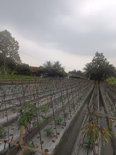 An agricultural field in Sindangasih, Indonesia, extends from the foreground to the mid-ground under an overcast, light gray sky. The field consists of numerous parallel rows of young cultivated plants, likely vegetables, growing through holes in light-colored plastic mulch covering the soil. Each plant row is equipped with a support structure composed of vertical bamboo poles connected by horizontal wires or string, forming trellises. Narrow, damp pathways or irrigation channels are visible between the mulched rows. In the background, several residential structures with reddish-brown tiled roofs are partially visible, nestled amidst dense, varied vegetation, including tall trees and palm trees. Utility lines traverse the mid-ground horizontally. No individuals are present in the scene.